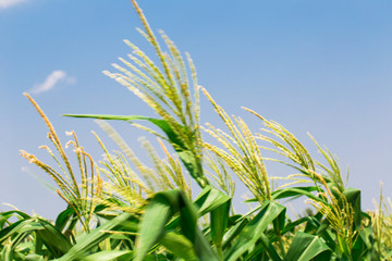 Corn field farmland with blue sky