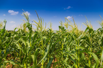 Corn field farmland with blue sky