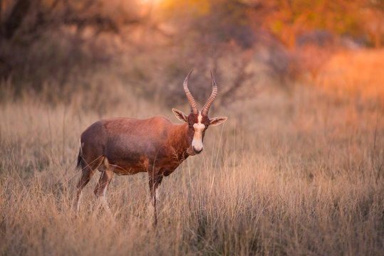 A blesbok (Damaliscus pygargus phillipsi) standing in long grass, looking at the camera at sunset. Dikhololo game reserve, South Africa