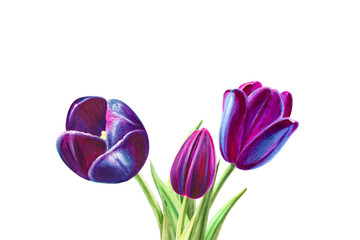 Beautiful bouquet from black tulips. Floral collection. Marker drawing. Watercolor painting. Floral composition of design elements. Greeting card. Painted background. Hand drawn illustration.