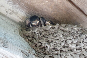 the chick swallows in the nest