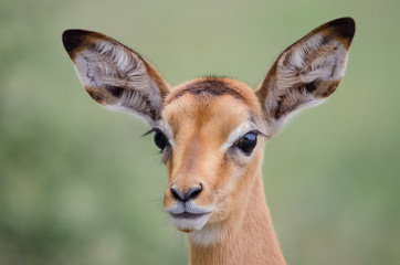 A closeup portrait of a young Impala fawn (aepyceros melampus) in the Kruger National Park, a South African game reserve