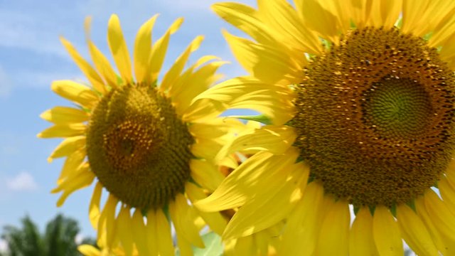 Yellow sunflower in the garden in holiday 4K footage