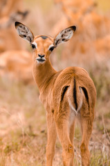 A young impala fawn (aepyceros melampus) standing with its head turned toward the camera in the Kruger National Park, South Africa