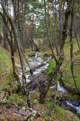 River stream flowing through the forest