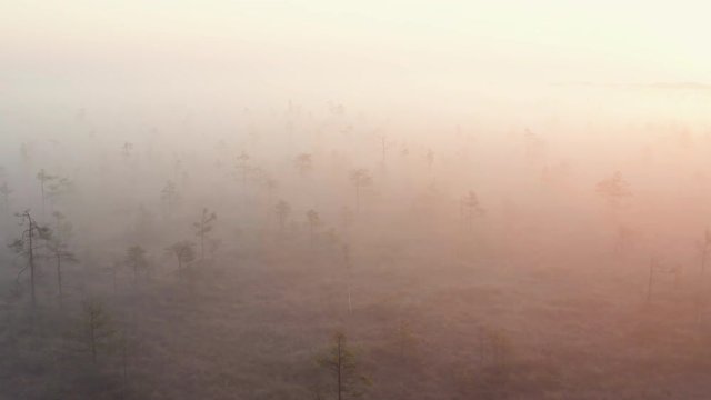 Aerial drone shot of raised bog forest in thick fog during sunrise