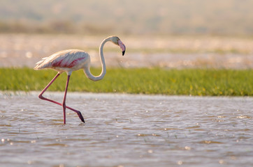 A greater flamingo (phoenicopterus roseus) walking through shallow waters in Isimangaliso Wetlands park, St. Lucia, South Africa. © Jennifer