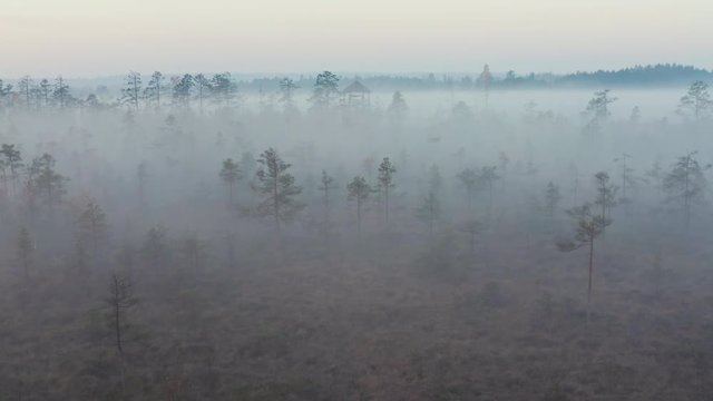 Aerial drone shot of a watchtower in raised bog forest in thick fog during sunrise
