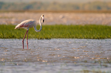 A greater flamingo (phoenicopterus roseus) standing in shallow waters in Isimangaliso Wetlands park, St. Lucia, South Africa.