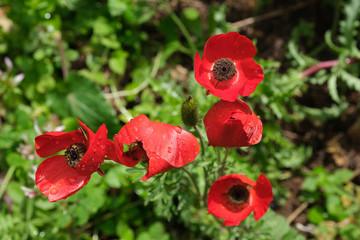 Poppies in the morning dew