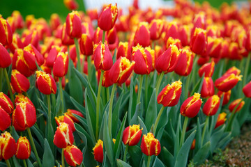 Flower bed with lot of red tulips.