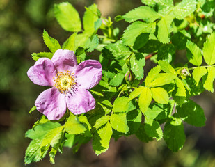 Closeup of a Tiny Pink Wild Rose in Springtime on a Sunny Day