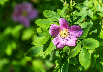 Closeup of a Tiny Pink Wild Rose in Springtime on a Sunny Day