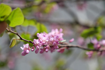 Fototapeta na wymiar Flowers on the tree Pongamia pinnata