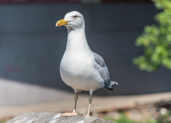 Closeup Portrait of a Seagull on a Sunny Day