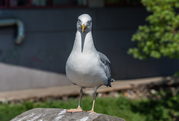 Closeup Portrait of a Seagull on a Sunny Day