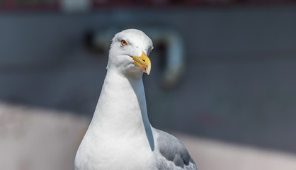 Closeup Portrait of a Seagull on a Sunny Day