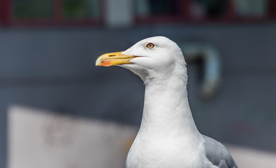 Closeup Portrait of a Seagull on a Sunny Day