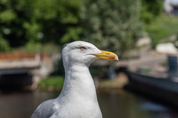 Closeup Portrait of a Seagull on a Sunny Day