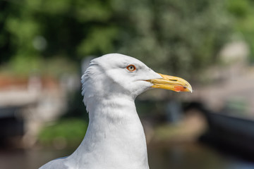 Closeup Portrait of a Seagull on a Sunny Day
