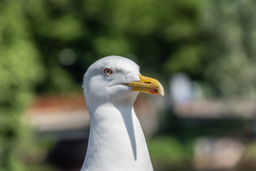 Closeup Portrait of a Seagull on a Sunny Day