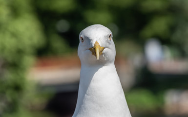 Closeup Portrait of a Seagull on a Sunny Day