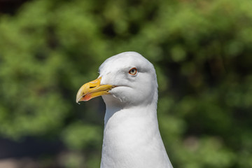 Closeup Portrait of a Seagull on a Sunny Day