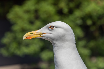 Closeup Portrait of a Seagull on a Sunny Day