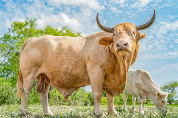 Cows Curious