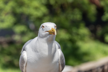 Closeup Portrait of a Seagull on a Sunny Day