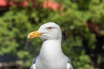 Closeup Portrait of a Seagull on a Sunny Day