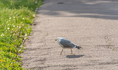 Seagull Walking towards Food on a Sunny Day