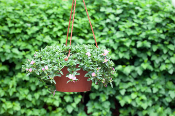 flower pot Virginia creeper background nobody  
