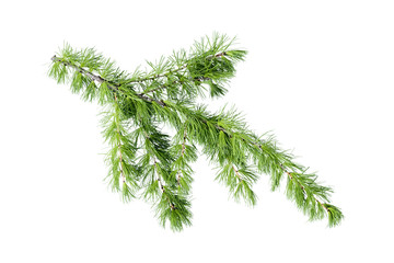 Green larch tree branch isolated on white background.
