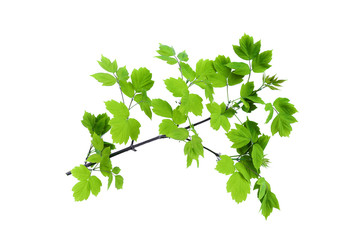Fototapeta na wymiar Maple tree branch with green leaves isolated on white background.