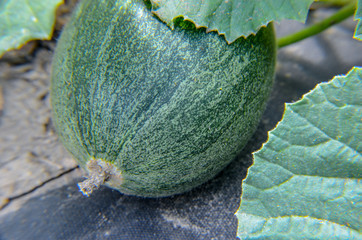 Green melon plant closeup in agricultural landscape