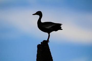 Silhouette of a Duck against the background of a beautiful sky.        