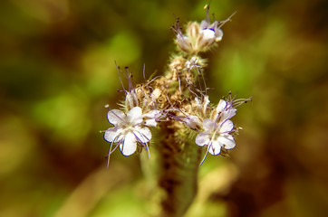 A close up macro shot of the field of blue and purple flowers, named Lacy phacelia