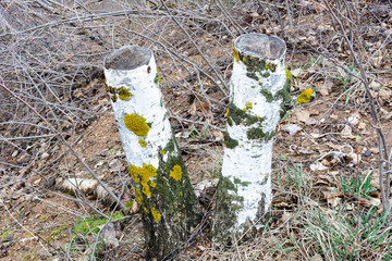 Wood abandoned after cutting. Illegal deforestation. The influence of man on the environment. Environmental problems. Global warming. Changing of the climate.