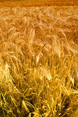Field of maturing grain corn like agriculture and harvest concept 