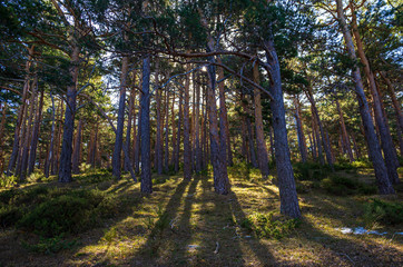 Sunset light passing between the trunks of the trees of a pine forest