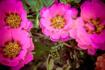 Pink and red portulaca terry flowers on natural daylight green leaves background