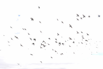 A flock of pigeons flying in the sky. Blue sky with clouds. Dynamic flying pigeons in the city. Birds in the sky