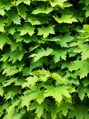 Fototapeta na wymiar green leaves on the tree. a cluster of maple green plants full frame texture background