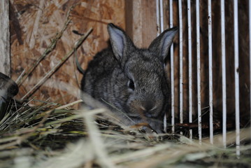 little rabbit