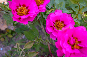 Fototapeta premium Pink and red portulaca terry flowers on natural daylight green leaves background