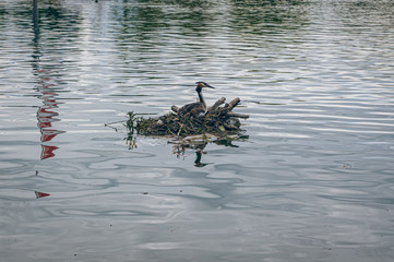 Bird on the lake