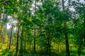 Forest in the morning light