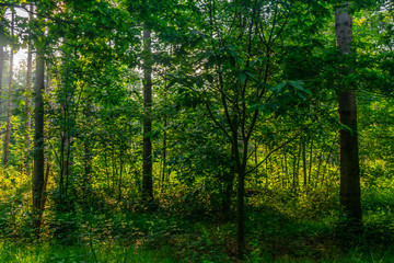 Fototapeta na wymiar Forest in the morning light