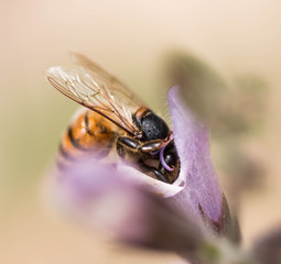 Obraz premium Abeille